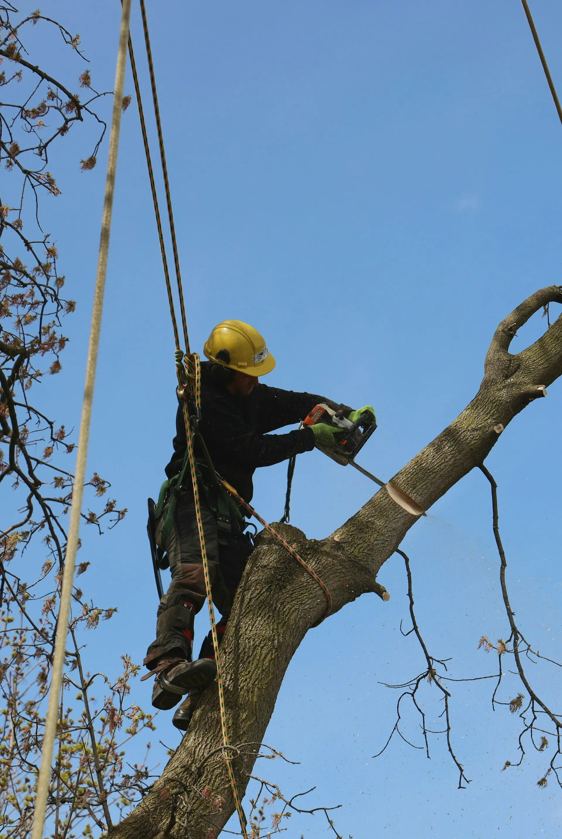 Tree trimming